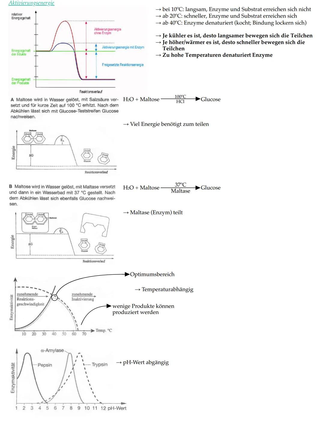 # Merkmale der Lebewesen

• Wachstum

• Fortpflanzung

• Bewegung

• Ernährung

• Stoffwechsel

• Ausscheidung

• Reizbarkeit

• (Lebewesen)