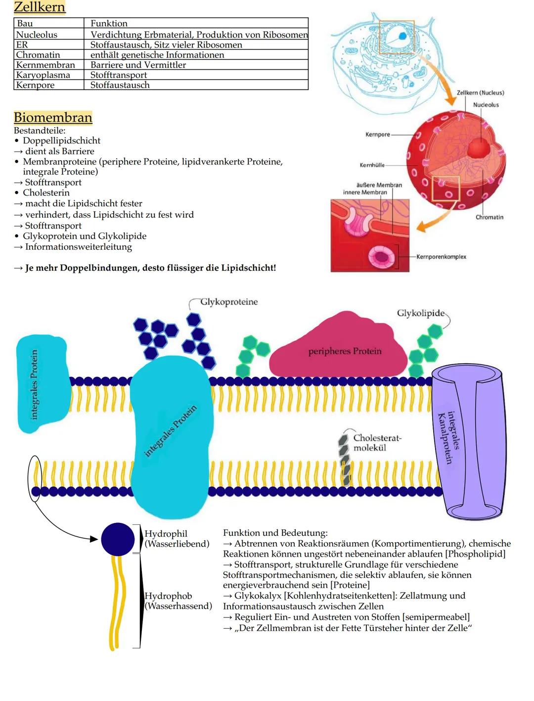 # Merkmale der Lebewesen

• Wachstum

• Fortpflanzung

• Bewegung

• Ernährung

• Stoffwechsel

• Ausscheidung

• Reizbarkeit

• (Lebewesen)