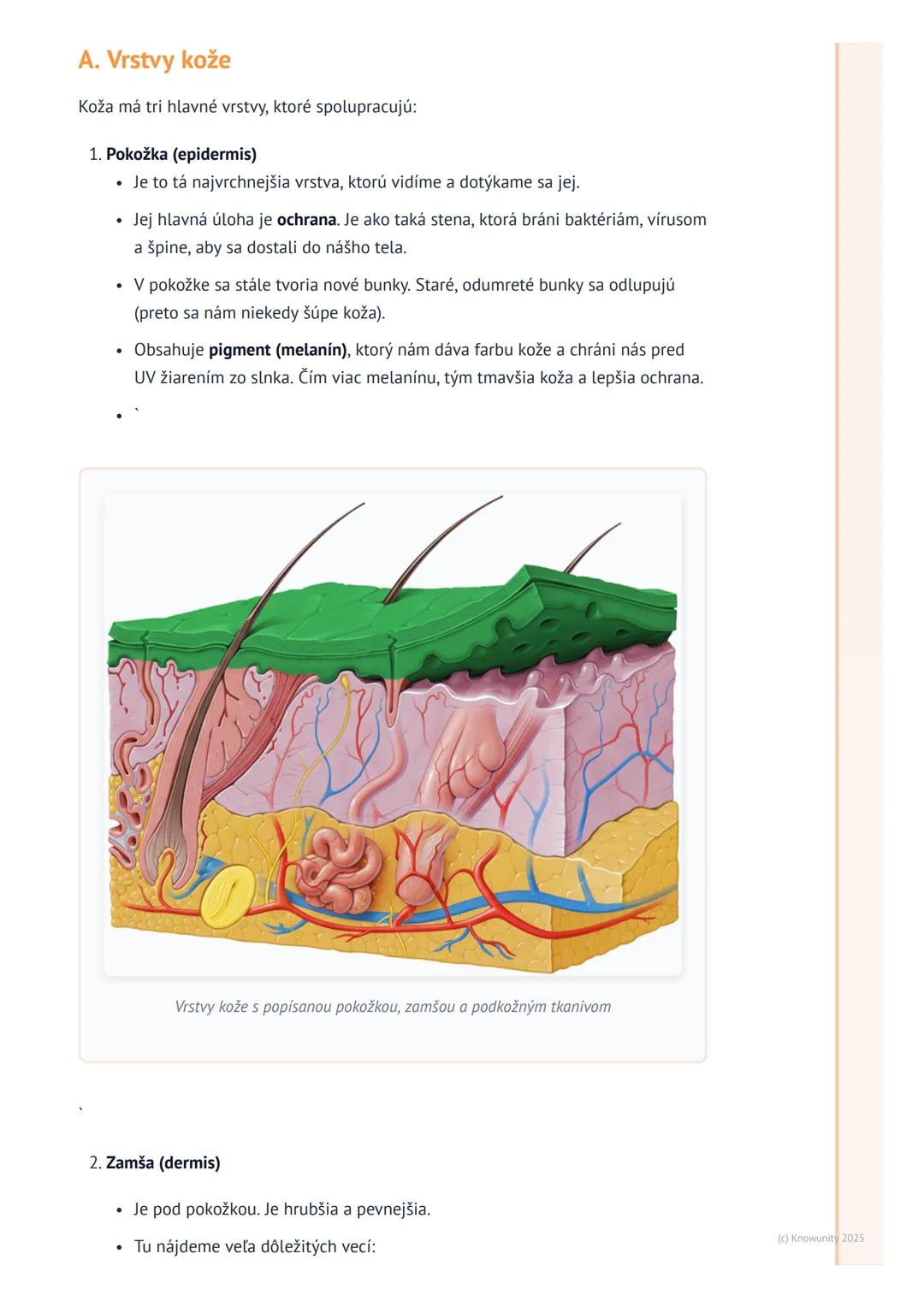 # Koža – náš ochranný obal

1. Prehľad - naša koža, super ochranný obal

Naša koža je úžasná! Je to vlastne najväčší orgán nášho tela a pokr