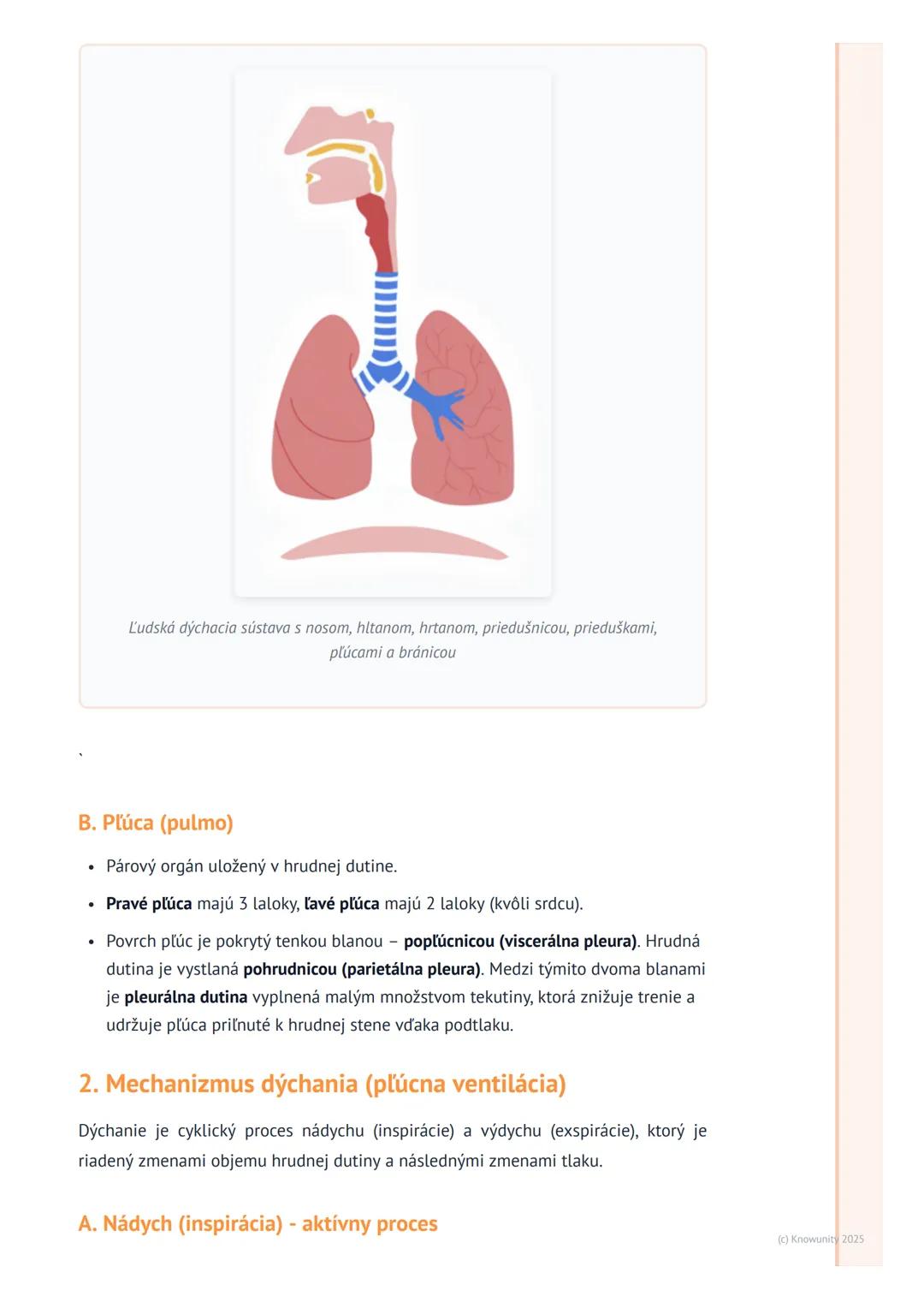 # Dýchacia sústava

## Prehľad / Úvod

Dýchacia sústava je pre náš život absolútne kľúčová. Jej hlavnou úlohou je
zabezpečiť neustálu výmenu