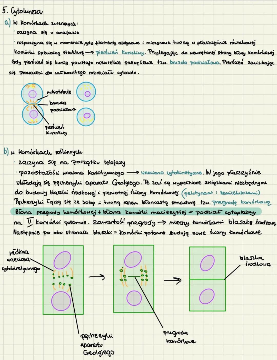 # cyku komórkowy mitoza

1. Cylel komórkowy trwa od momentu powstania Komórki od momentu jej podziału na II komórki
potomne. Można w nim wyr