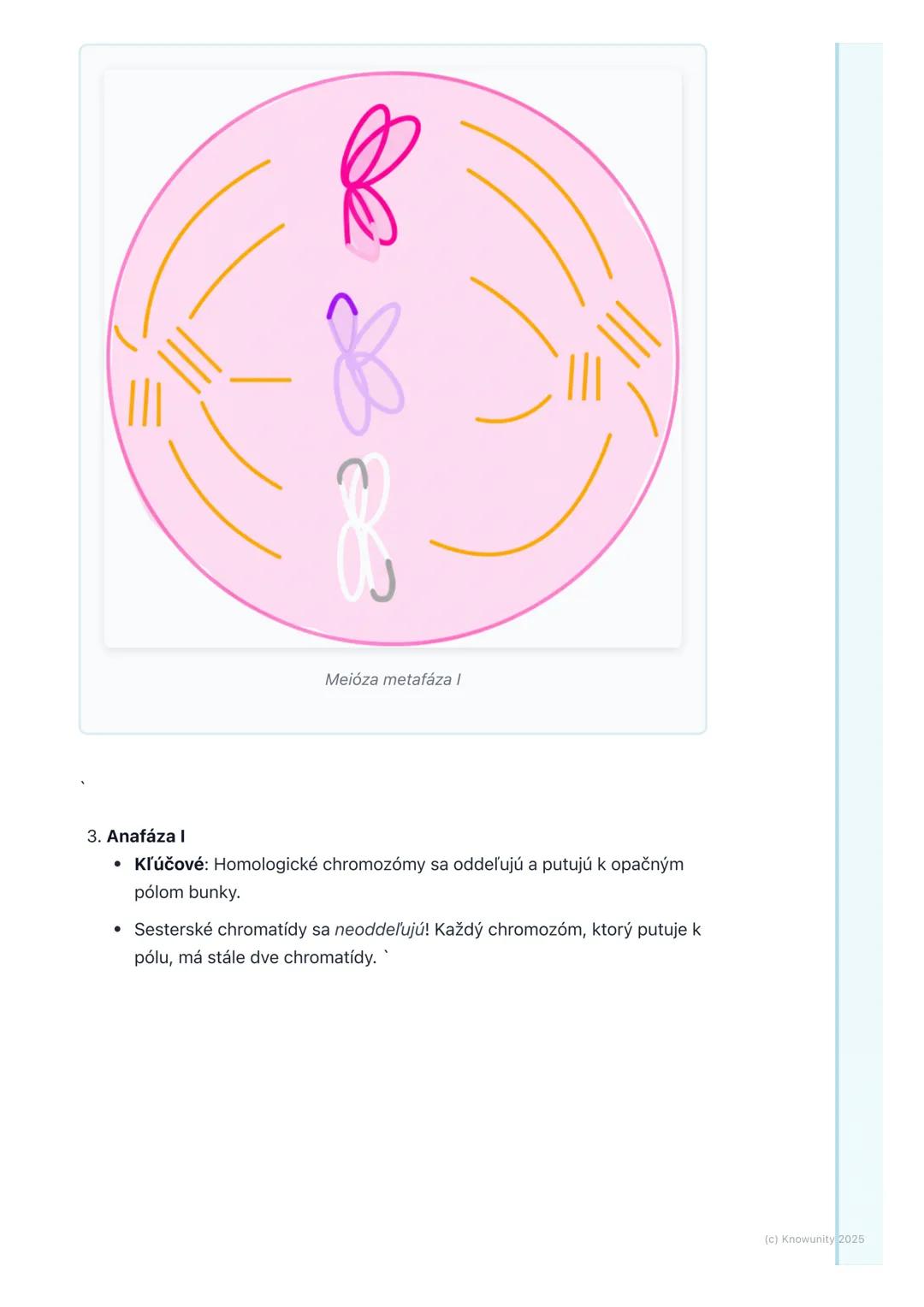# Bunkový cyklus a delenie
buniek

Prehľad / Úvod

Dnes sa budeme učiť o bunkovom cykle a delení buniek. Je to super dôležitá
téma, lebo bez