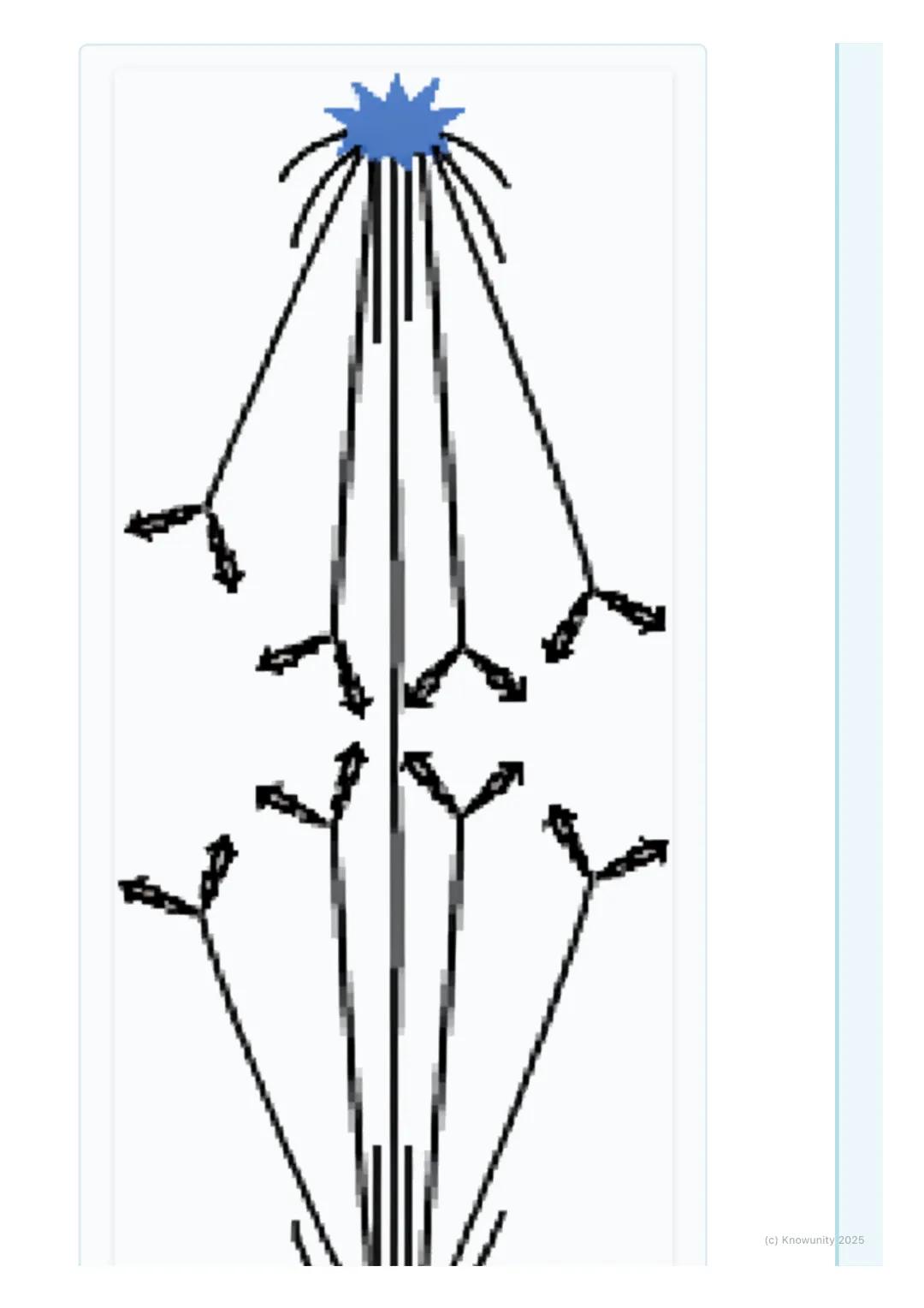 # Bunkový cyklus a delenie
buniek

Prehľad / Úvod

Dnes sa budeme učiť o bunkovom cykle a delení buniek. Je to super dôležitá
téma, lebo bez