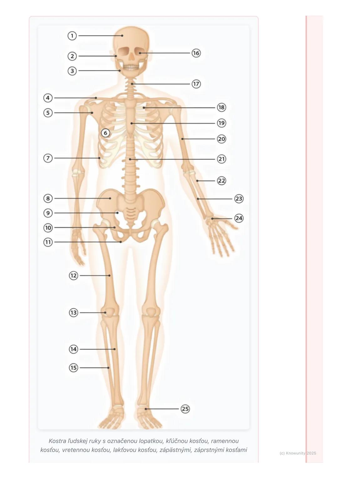 # Kostra človeka

## 1. Prehľad kostry človeka

Kostra je vlastne taký náš vnútorný "lešenie" alebo rám, ktorý drží celé naše
telo pokope. J