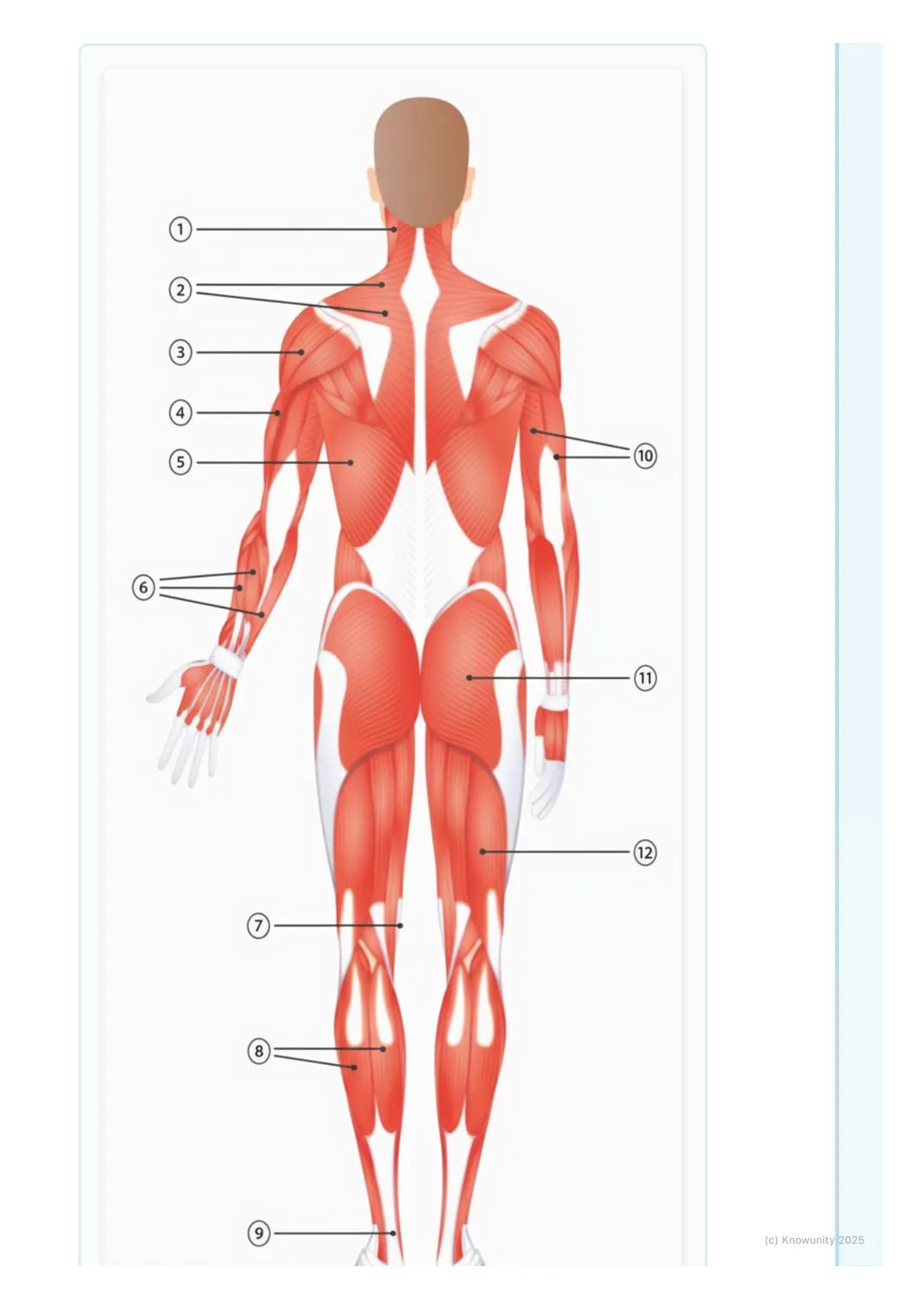 # Sila

1. Úvod do sily

Sila je super dôležitá schopnosť, ktorú potrebujeme nielen pri športe, ale aj v
bežnom živote. Je to vlastne naša s