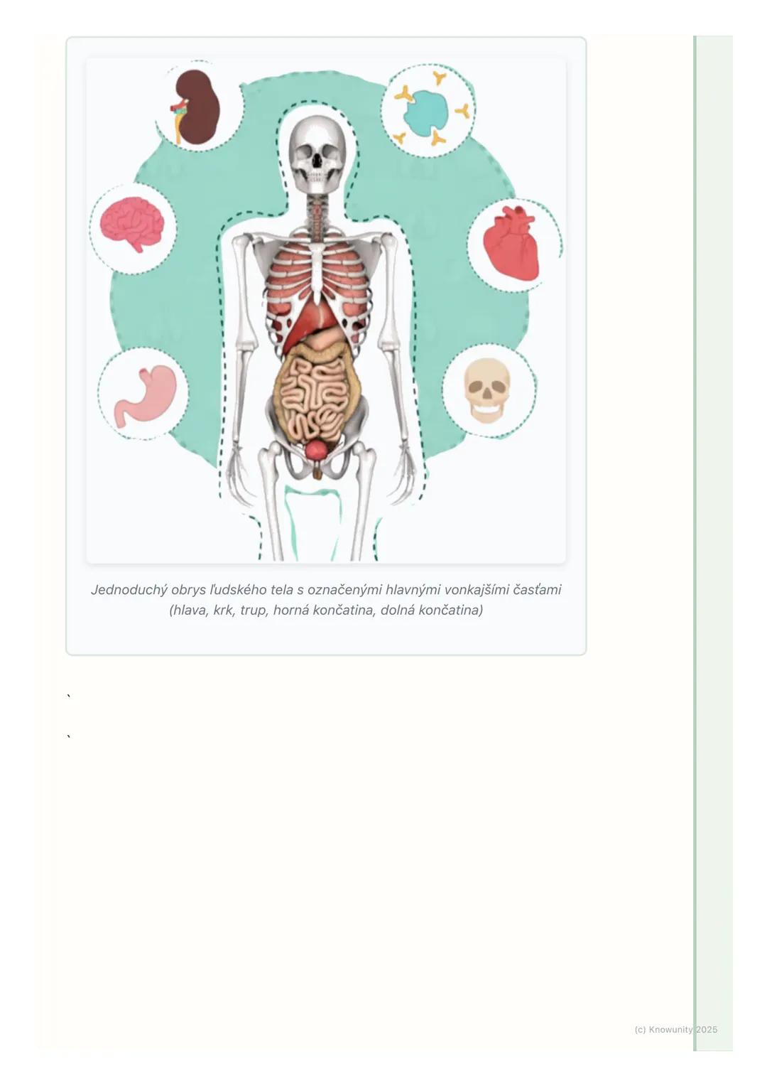 # Základné časti ľudského tela

## 1. Úvod do témy

Dnes sa budeme učiť o základných častiach nášho tela. Je dôležité vedieť, ako
sa volajú 