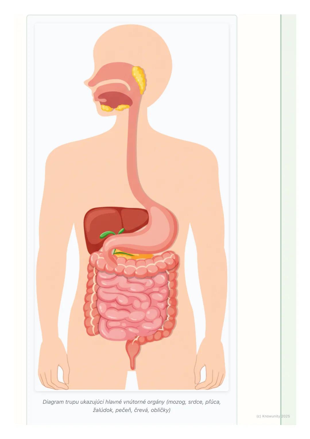 # Základné časti ľudského tela

## 1. Úvod do témy

Dnes sa budeme učiť o základných častiach nášho tela. Je dôležité vedieť, ako
sa volajú 