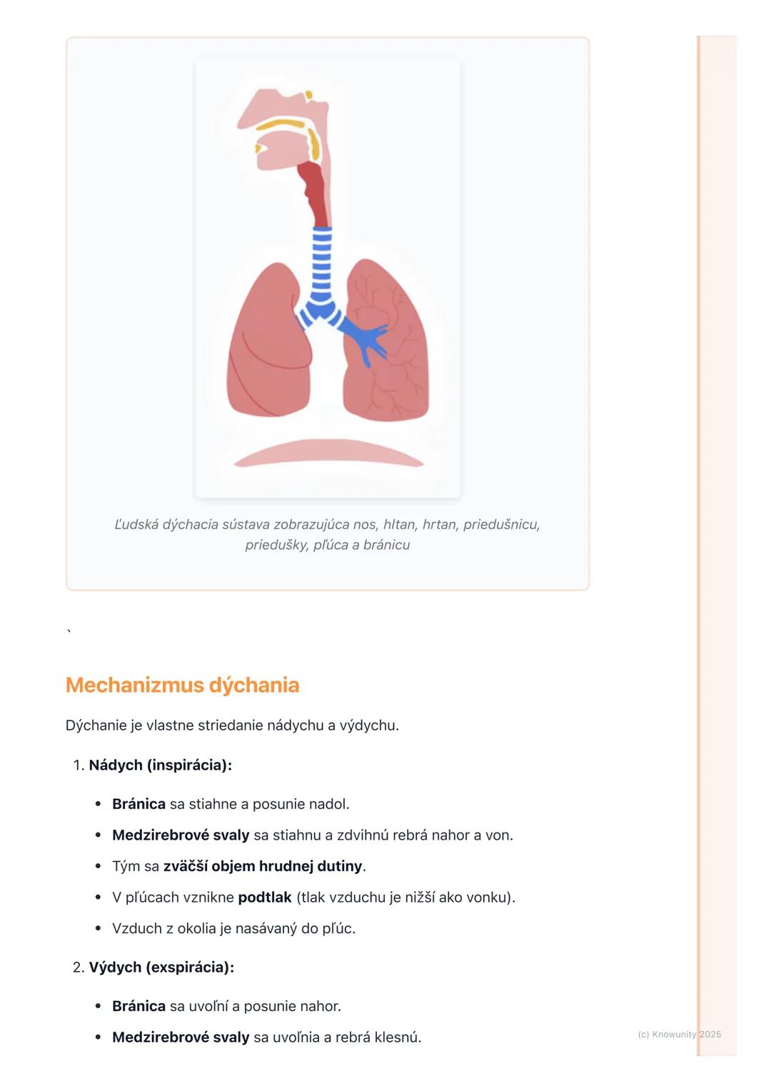 # Dýchacia sústava

## 1. Prehľad dýchacej sústavy

Dýchacia sústava je super dôležitá časť nášho tela, ktorá nám umožňuje
dýchať. Jej hlavn