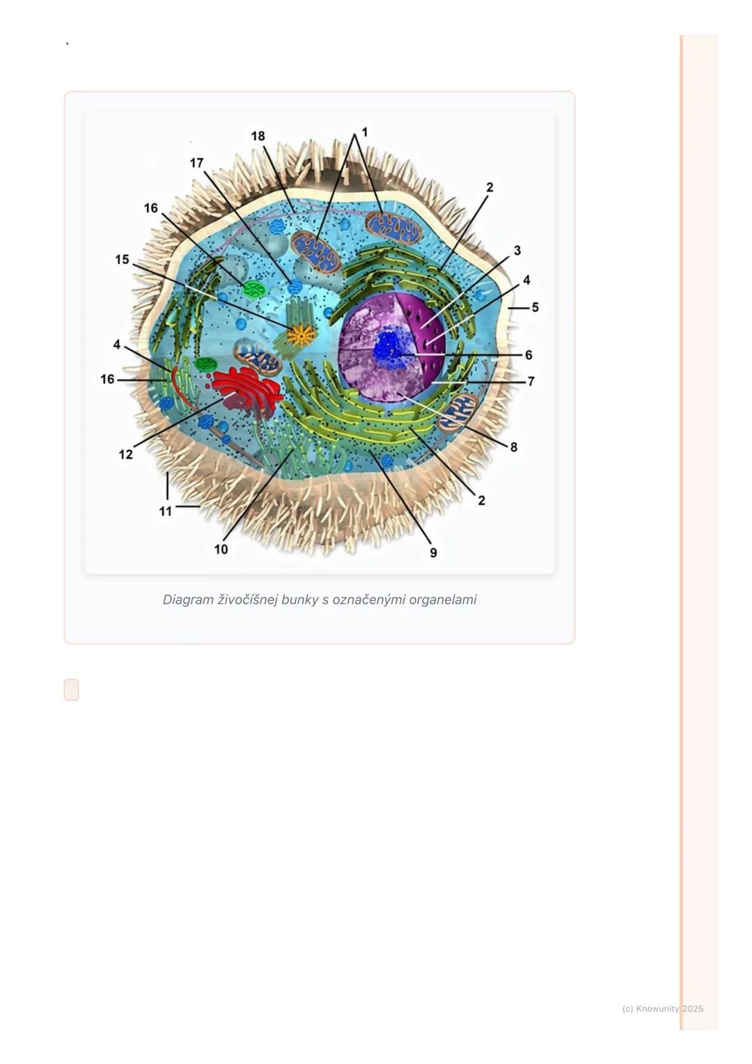 # Štruktúra a funkcia
prokaryotickej a eukaryotickej
bunky

1. Prehľad a úvod

Bunky sú základné stavebné a funkčné jednotky všetkých živých