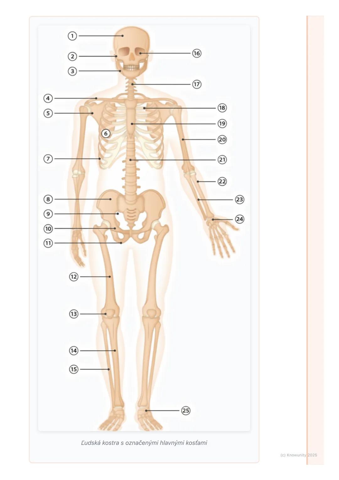 # Pohybová sústava (kosti a
svaly)

Prehľad / Úvod

Pohybová sústava je veľmi dôležitá časť nášho tela. Je to vlastne taký náš
vnútorný "str