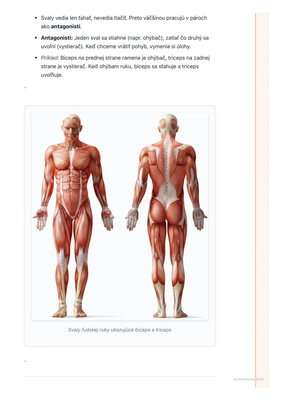 # Pohybová sústava (kosti a
svaly)

Prehľad / Úvod

Pohybová sústava je veľmi dôležitá časť nášho tela. Je to vlastne taký náš
vnútorný "str